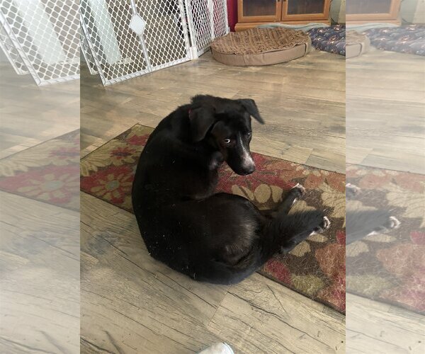 Medium Photo #4 Border Collie-Unknown Mix Puppy For Sale in Spring, TX, USA