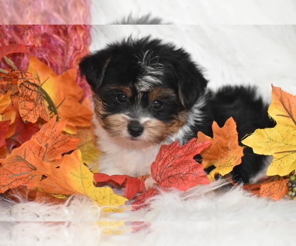 Medium Photo #3 Yorkshire Terrier Puppy For Sale in ELDORADO, OH, USA