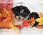 Small #2 Yorkshire Terrier