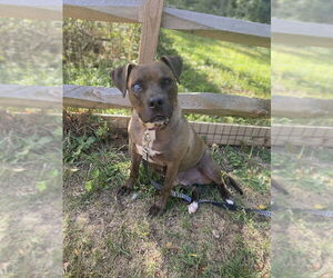 Mountain Cur-Staffordshire Bull Terrier Mix Dogs for adoption in Shermans Dale, PA, USA