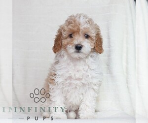 Poodle (Miniature) Puppy for sale in HONEY BROOK, PA, USA