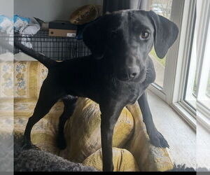 Unknown-Weimaraner Mix Dogs for adoption in Boston, MA, USA