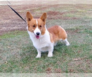 Father of the Pembroke Welsh Corgi puppies born on 11/07/2023