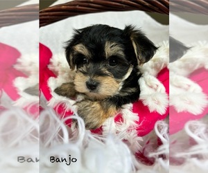 Morkie Puppy for sale in ROCK STREAM, NY, USA