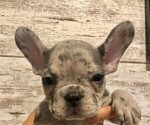 Small Photo #1 French Bulldog Puppy For Sale in BLACK WALNUT, MO, USA