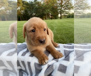 Golden Labrador Puppy for sale in CHARLES CITY, IA, USA