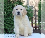 Small #3 Golden Retriever
