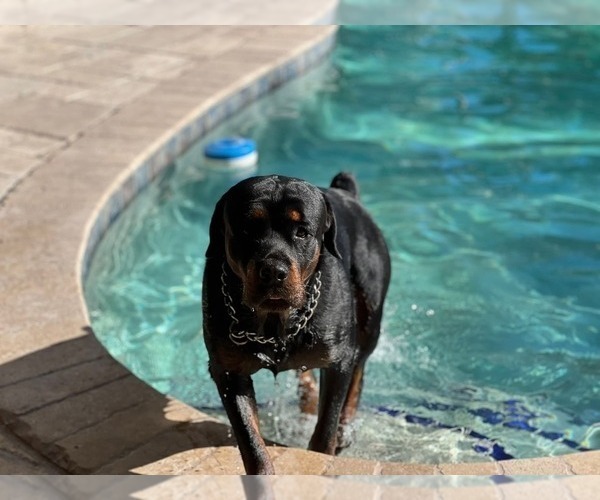 Medium Photo #1 Rottweiler Puppy For Sale in SARASOTA, FL, USA