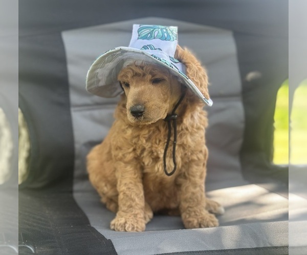 Medium Photo #3 Poodle (Standard) Puppy For Sale in ELKHORN, WI, USA