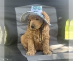 Small #2 Poodle (Standard)