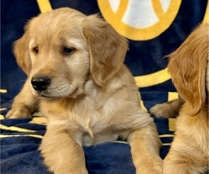 Golden Retriever Puppy for sale in MILWAUKEE, WI, USA