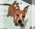 Small #1 Pembroke Welsh Corgi Mix