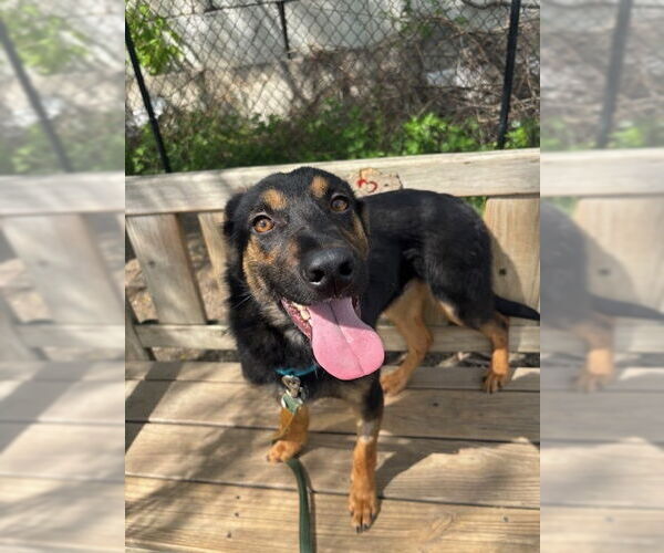 Medium Photo #3 Mutt Puppy For Sale in Elmsford, NY, USA