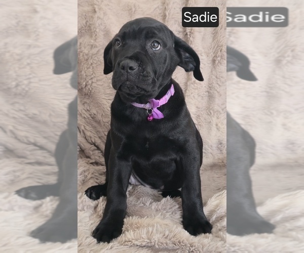 Medium Photo #9 Cane Corso Puppy For Sale in MINERAL WELLS, WV, USA