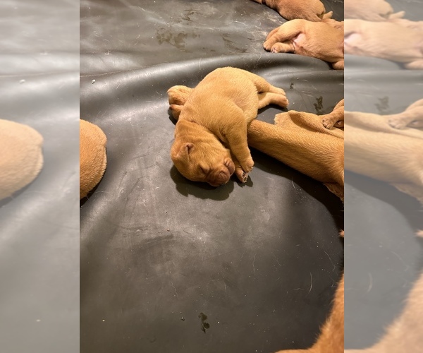 Medium Photo #6 Labrador Retriever Puppy For Sale in BLUFF DALE, TX, USA