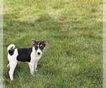 Small #2 Rat Terrier