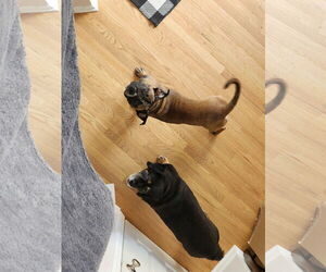 Kobe - Male Boxer-Unknown Mix Dog for Adoption - Photo #29