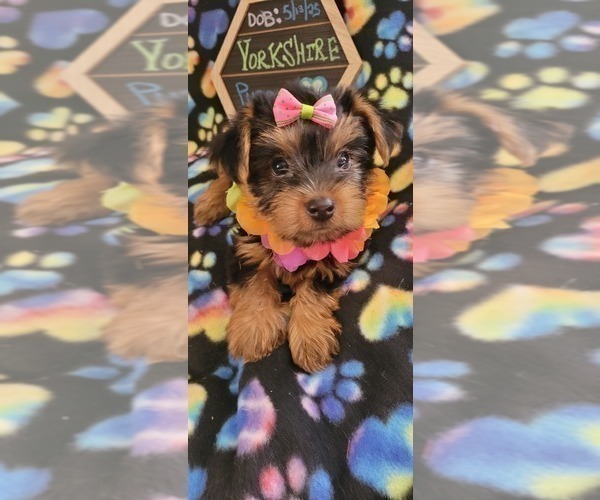 Medium Photo #12 Yorkshire Terrier Puppy For Sale in AKRON, OH, USA