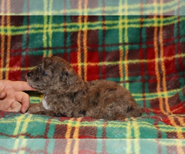 Medium Photo #5 Poodle (Toy) Puppy For Sale in DYERSBURG, TN, USA