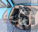 Small #6 Border-Aussie