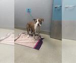 Small American Pit Bull Terrier Mix