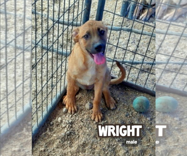 Medium Photo #1 Catahoula Leopard Dog-Unknown Mix Puppy For Sale in Golden Valley, AZ, USA