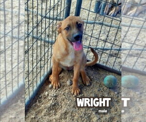 Catahoula Leopard Dog-Unknown Mix Dogs for adoption in Golden Valley, AZ, USA