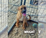 Small Catahoula Leopard Dog Mix