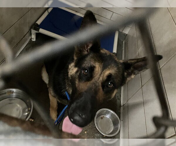 Medium Photo #1 German Shepherd Dog Puppy For Sale in Stockton, CA, USA