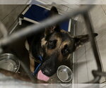 Small German Shepherd Dog