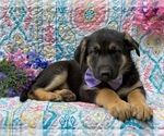 Small Photo #4 German Shepherd Dog Puppy For Sale in COCHRANVILLE, PA, USA
