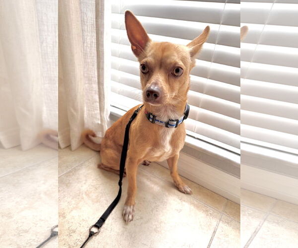Medium Photo #7 Chihuahua Puppy For Sale in Valrico, FL, USA