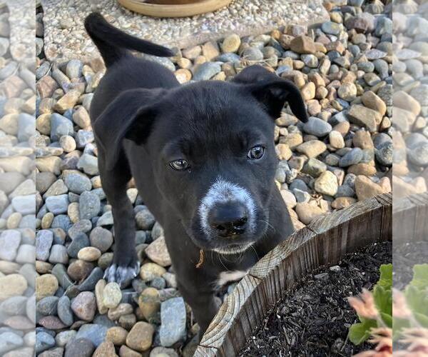 Medium Photo #3 Labrador Retriever-Unknown Mix Puppy For Sale in San Diego, CA, USA
