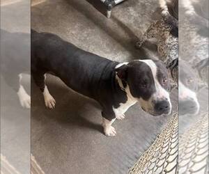 American Pit Bull Terrier Dogs for adoption in Fairfield, IL, USA