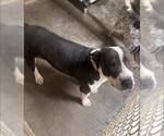 Small American Pit Bull Terrier