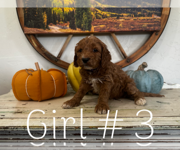 Medium Photo #4 Goldendoodle Puppy For Sale in MONTROSE, CO, USA