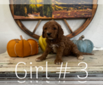 Small Photo #4 Goldendoodle Puppy For Sale in MONTROSE, CO, USA
