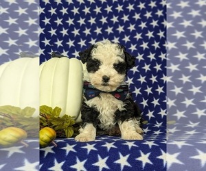 Poodle (Miniature)-Sheltidoodle Mix Puppy for sale in KIRKWOOD, PA, USA