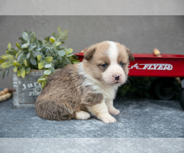 Medium Photo #4 Pembroke Welsh Corgi Puppy For Sale in CHRISTIANA, PA, USA