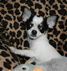 Chihuahua Puppy for sale in TACOMA, WA, USA