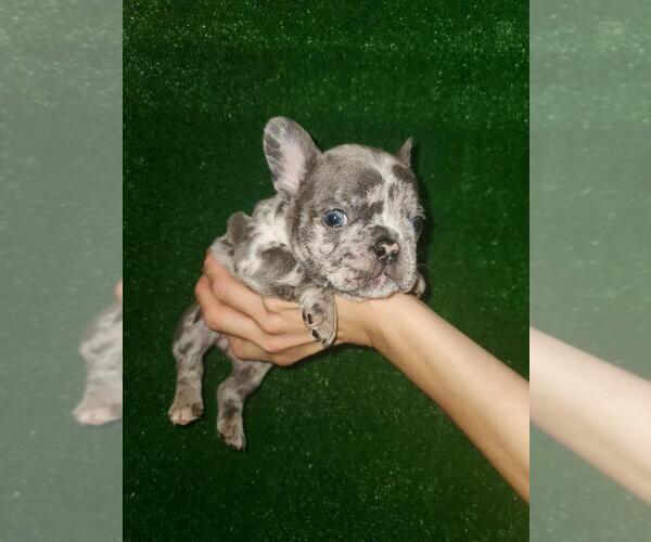 Medium Photo #9 French Bulldog Puppy For Sale in N LAS VEGAS, NV, USA