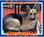 Small #6 German Shepherd Dog