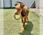 Small #1 Australian Shepherd Mix