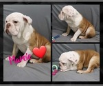 Puppy Marcie Olde English Bulldogge