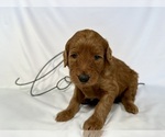 Small Photo #28 Goldendoodle Puppy For Sale in ABILENE, TX, USA