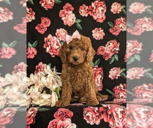 Goldendoodle (Miniature) Puppy for sale in QUARRYVILLE, PA, USA