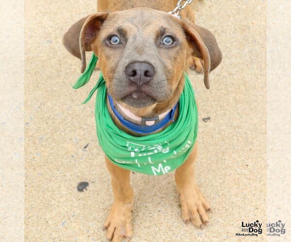 Medium Photo #1 Boxer-Unknown Mix Puppy For Sale in Washington, DC, USA