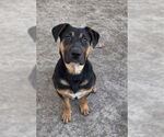 Small #1 Rottweiler Mix