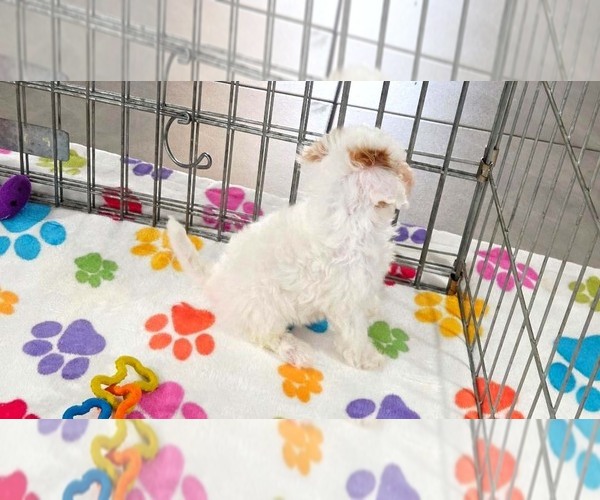 Medium Photo #8 Cavapoo (Miniature)-Poodle (Toy) Mix Puppy For Sale in ORO VALLEY, AZ, USA
