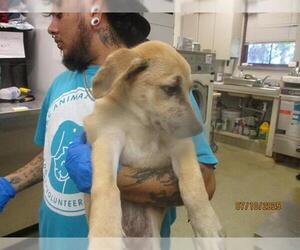 Mutt Dogs for adoption in Oklahoma City, OK, USA